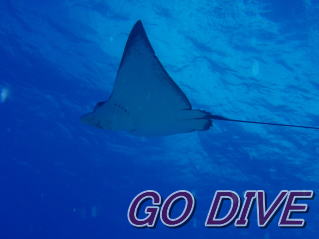 GO DIVE }_grGC